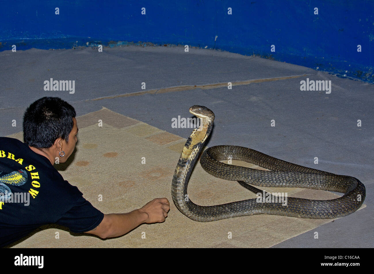 Cobra reale (Ophiophagus hannah), durante uno spettacolo, Phuket, Thailandia, Asia Foto Stock