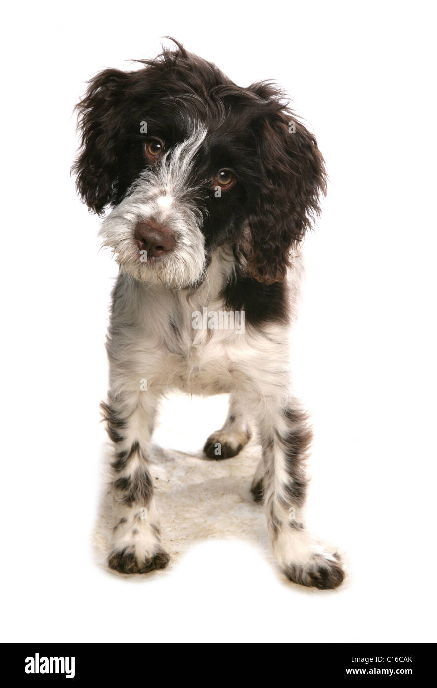 Cockerpoo unico cucciolo in piedi in un studio REGNO UNITO Foto Stock