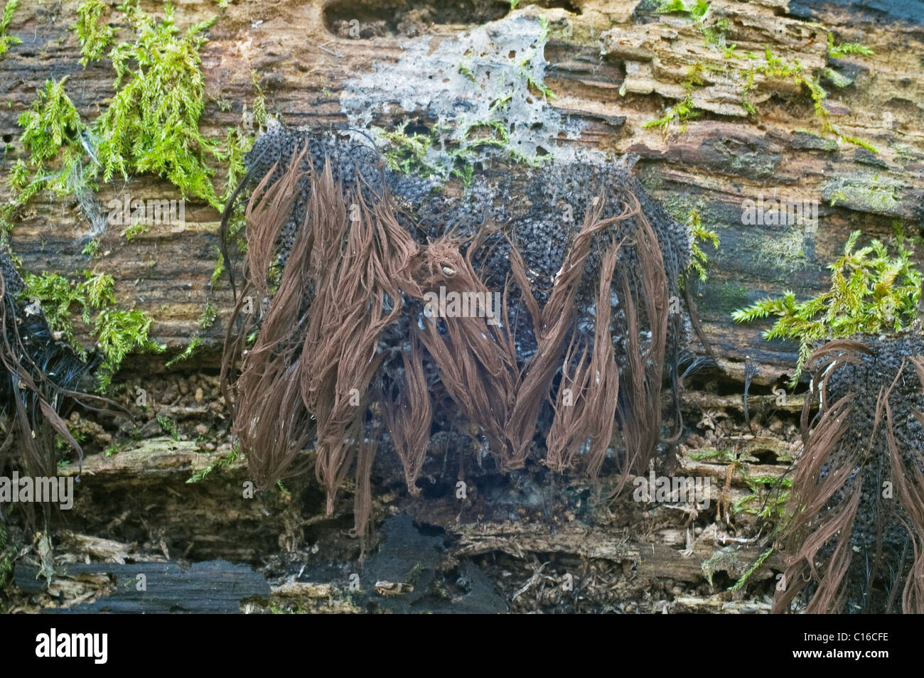 Tubo di cioccolato Slime stampo (Stemonitis splendens) Foto Stock