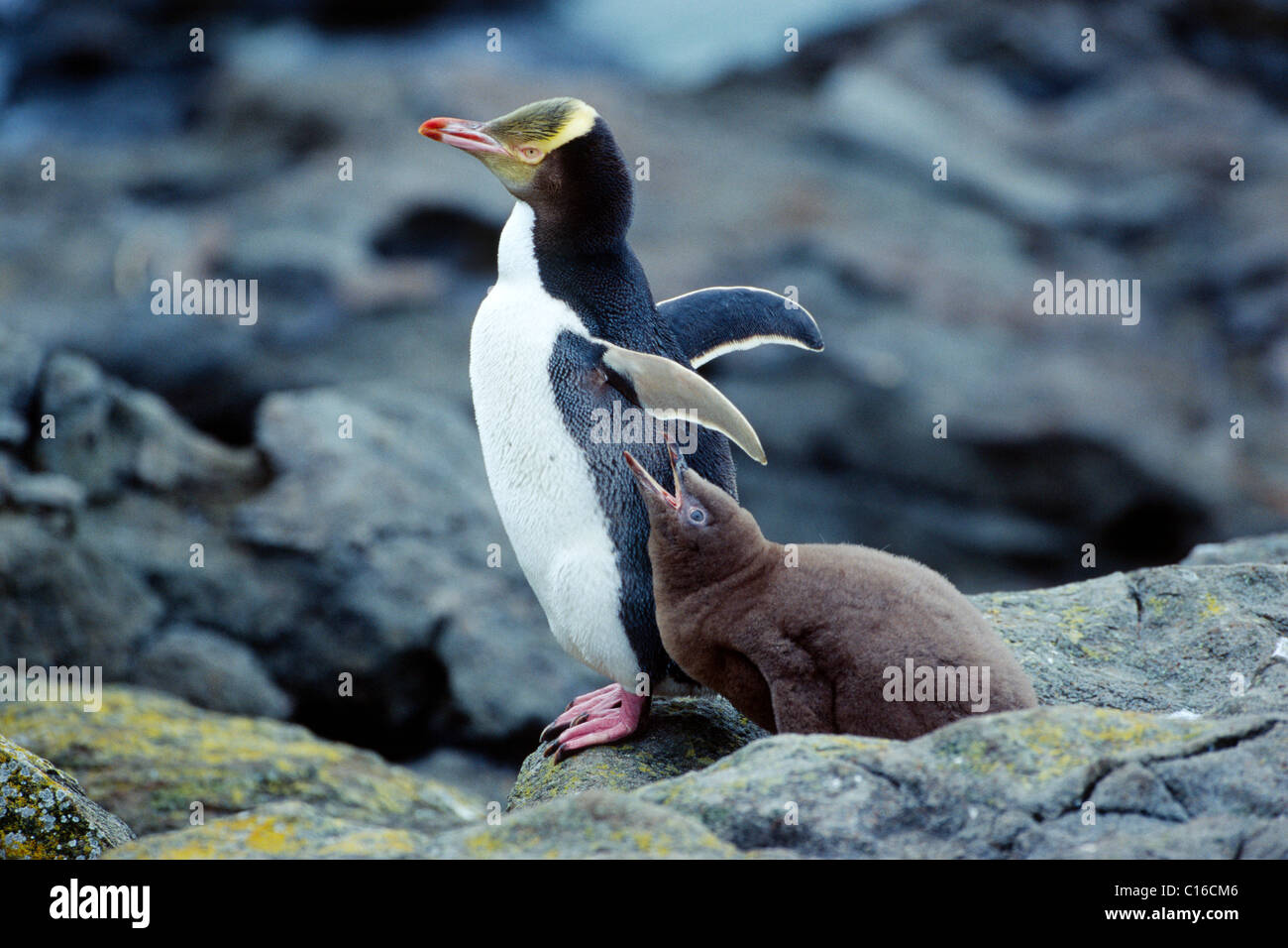 Giallo-eyed o HoiHo Penguin (Megadyptes antipodes), giovane bird Elemosinare il cibo, Isola del Sud, Nuova Zelanda Foto Stock