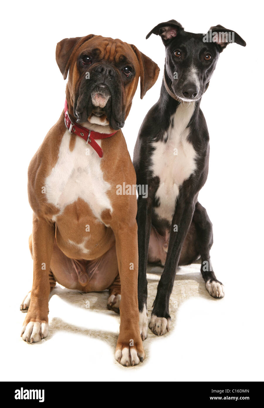 Boxer e Lurcher due cani seduti in un studio REGNO UNITO Foto Stock