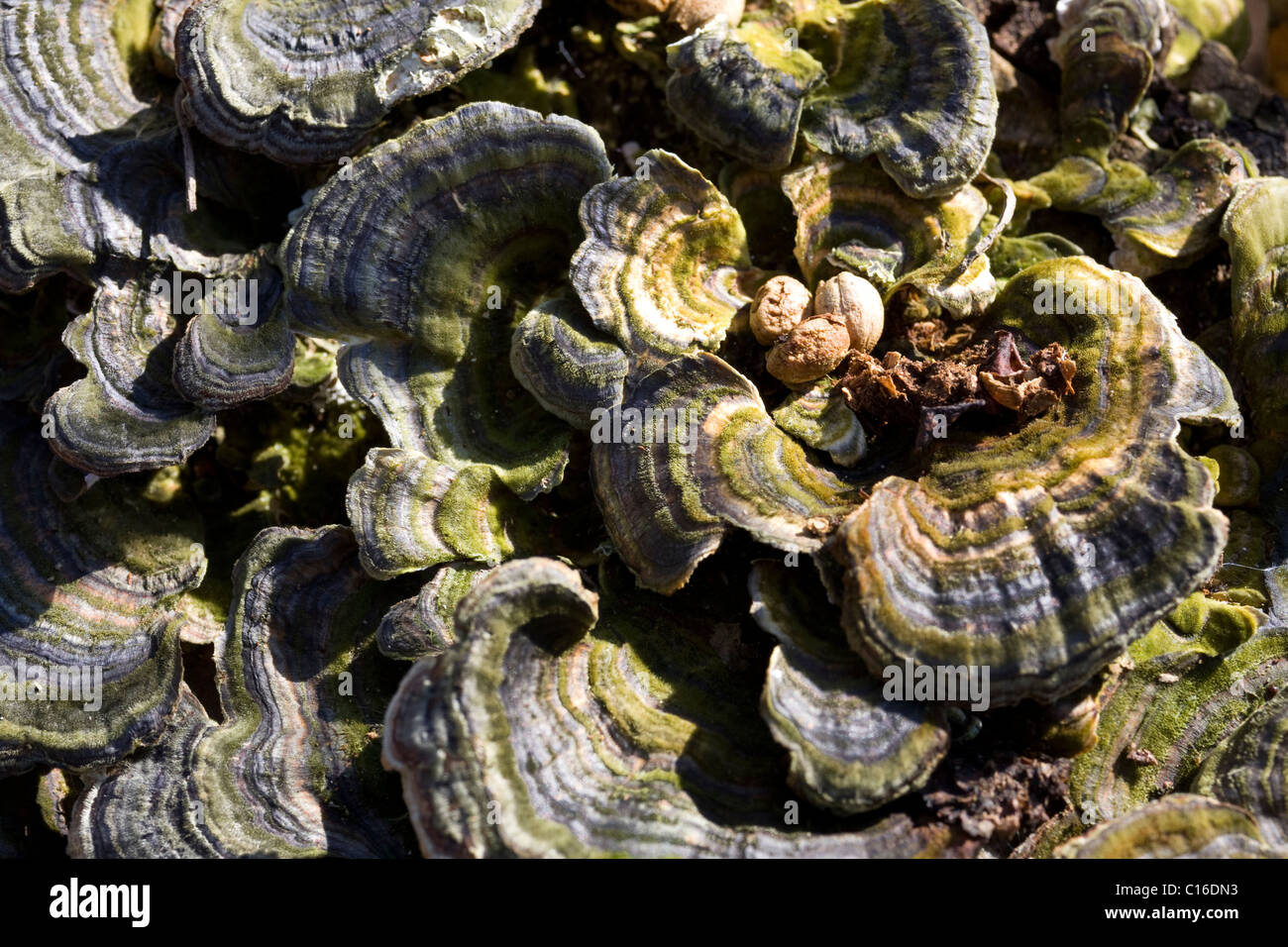 Albero funghi Foto Stock