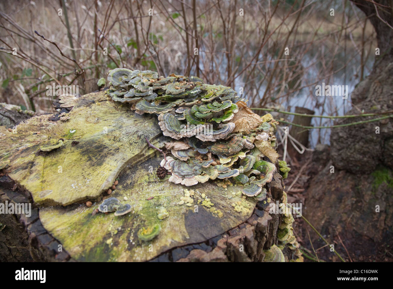 Albero funghi Foto Stock
