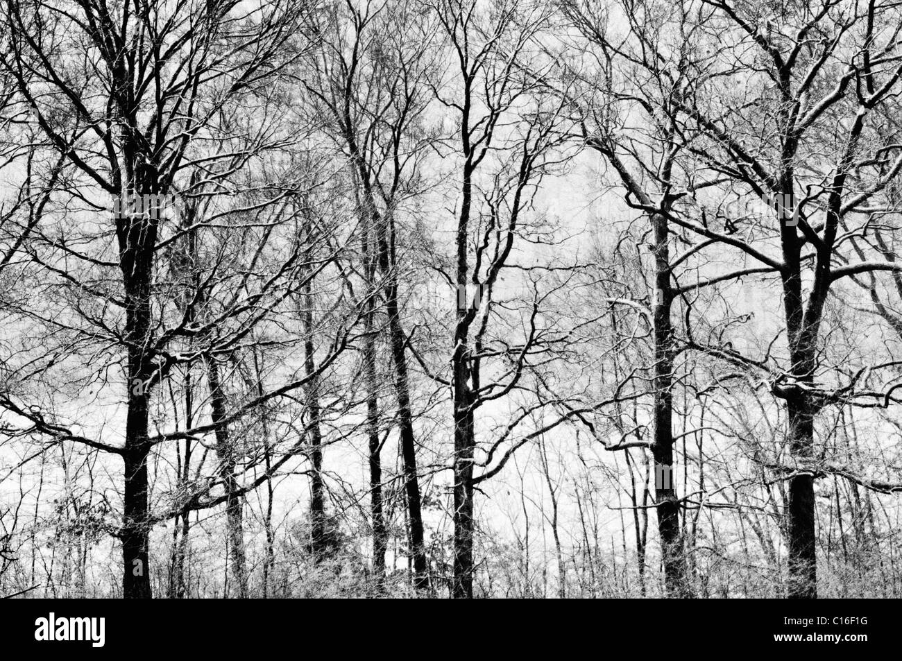 Immagine in bianco e nero di neve fresca e linea di albero in Bullett County, Kentucky Foto Stock