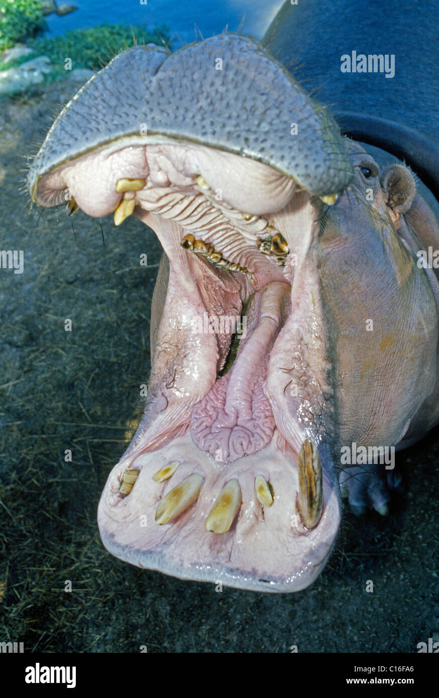 Un ippopotamo apre la sua grande e sorprendente in bocca mentre si è in attesa di essere alimentato al Busch Gardens, un popolare animali selvatici del parco a tema a Tampa, Florida, Stati Uniti d'America. Foto Stock