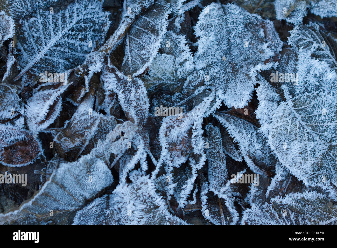 Foglie smerigliata sul terreno Foto Stock