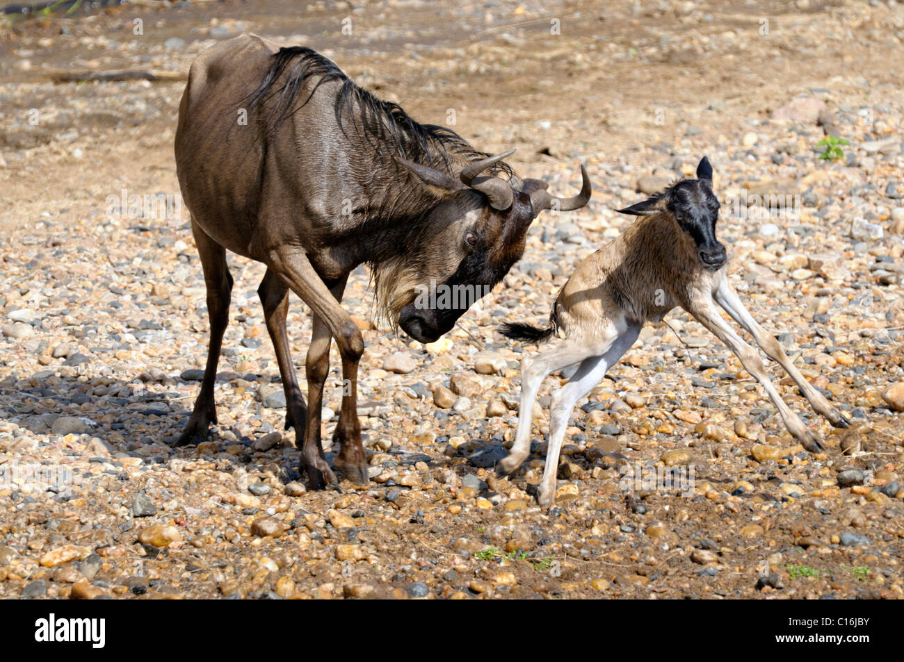 Gnu polpaccio (Connochaetes taurinus albojubatos) essendo cacciati da una femmina, Masai Mara riserva naturale, Kenya, Africa orientale Foto Stock