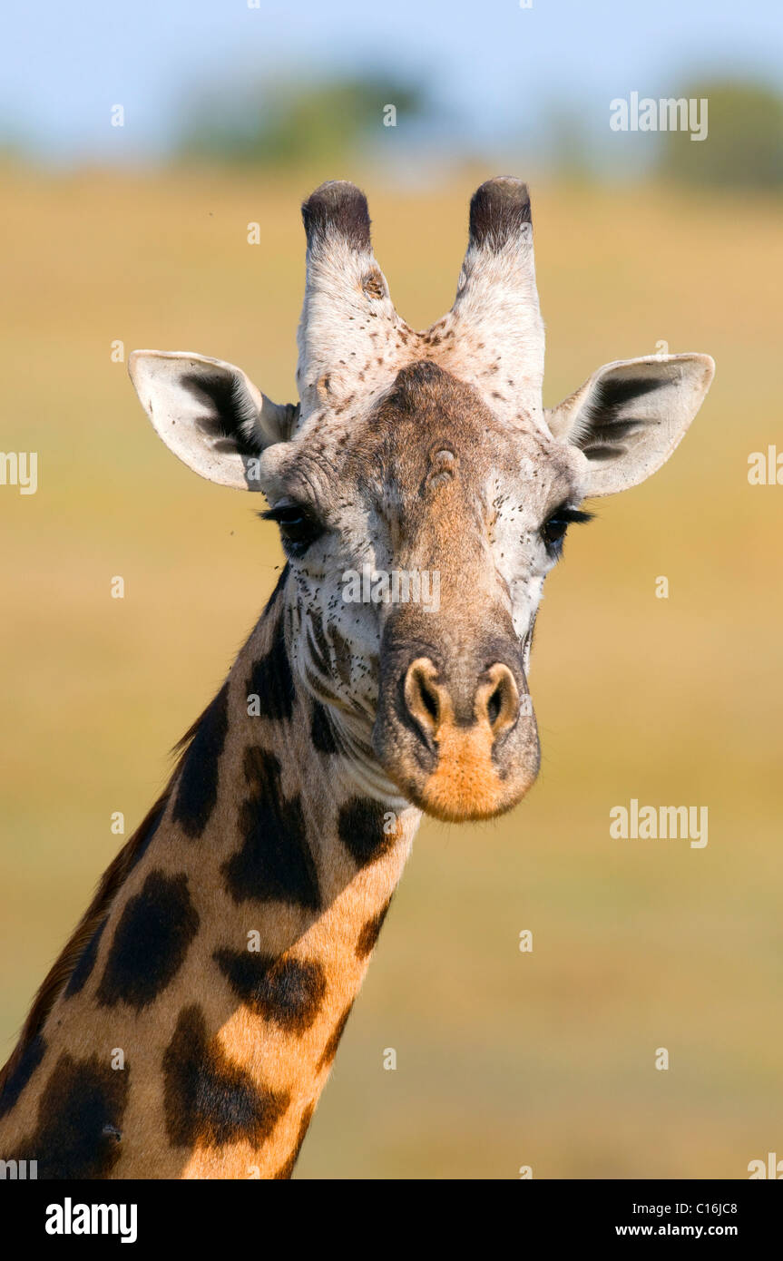 Masai Giraffe (Giraffa camelopardalis tippelskirchi), ritratto, il Masai Mara riserva naturale, Kenya, Africa orientale Foto Stock