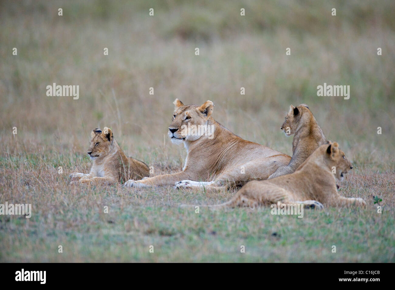 Leonessa (Panthera leo) con i cuccioli, Masai Mara riserva naturale, Kenya, Africa orientale Foto Stock