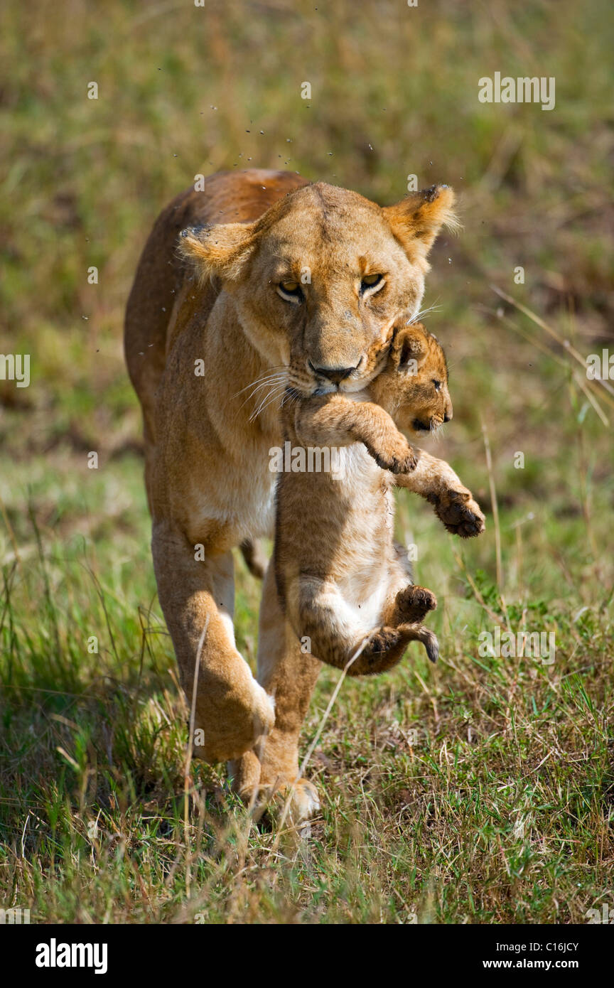 Lion (Panthera leo), leonessa portando cub in bocca, Masia Mara, parco nazionale, Kenya, Africa orientale Foto Stock