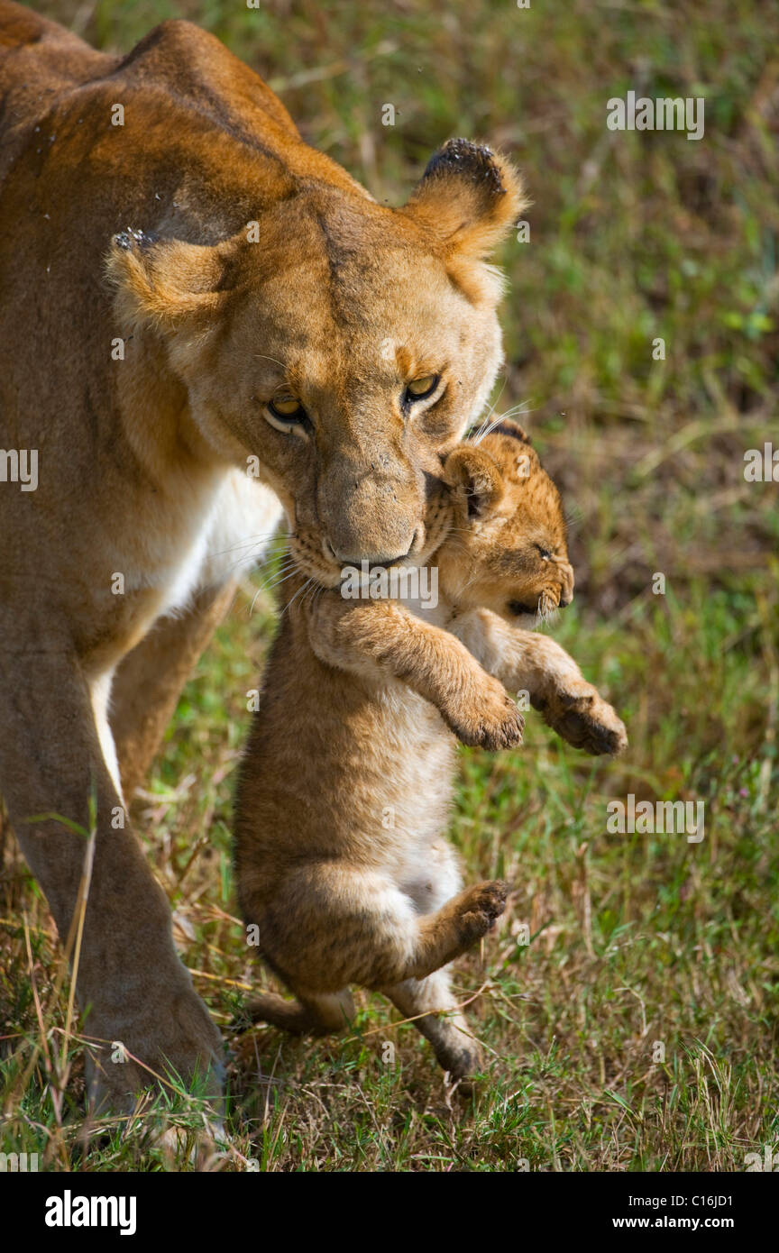 Lion (Panthera leo), leonessa portando cub in bocca, Masia Mara, parco nazionale, Kenya, Africa orientale Foto Stock