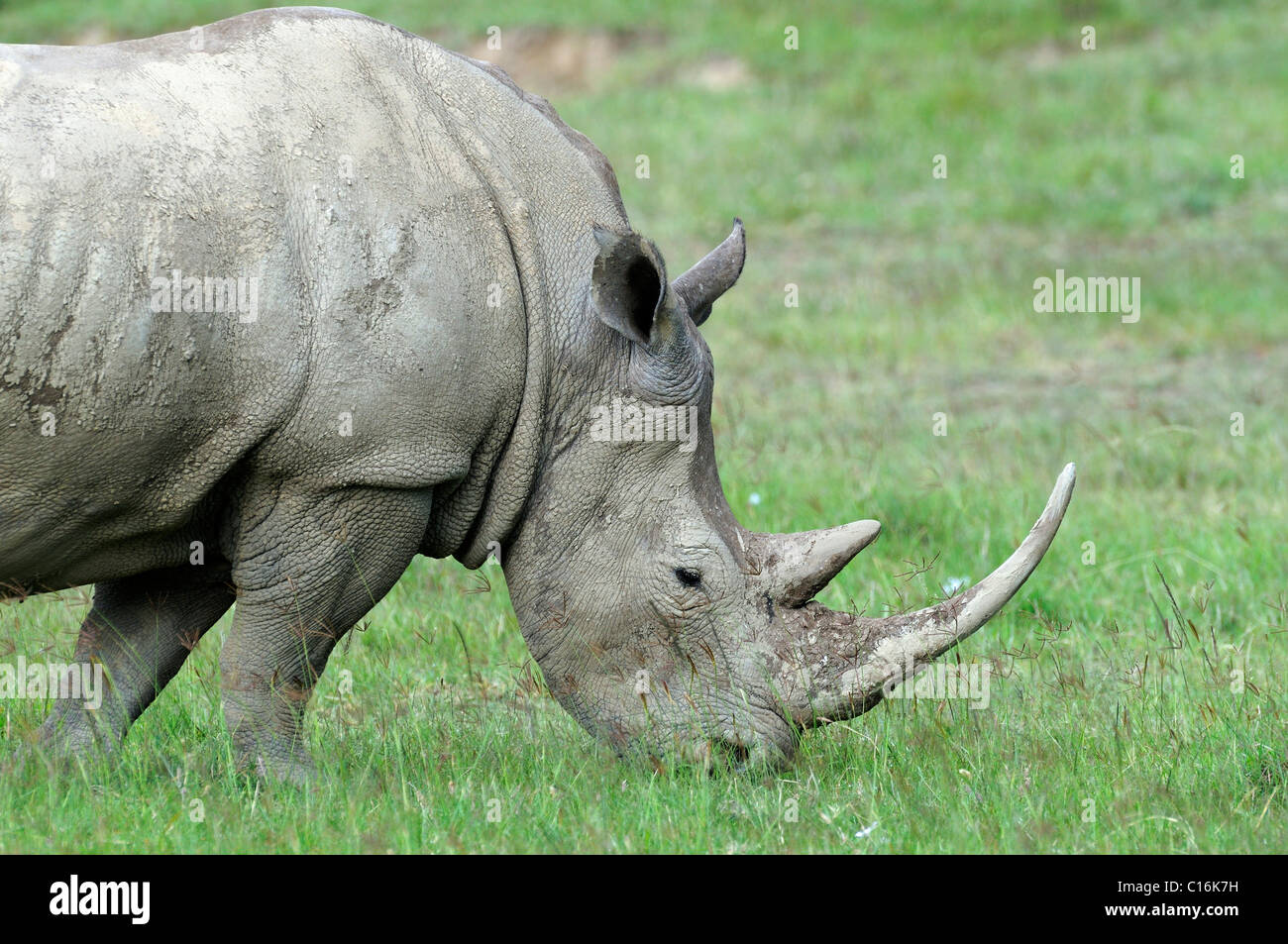 Bianco (Rhinocerus Ceratotherium simum), ritratto, Lake Nakuru, parco nazionale, Kenya, Africa orientale Foto Stock