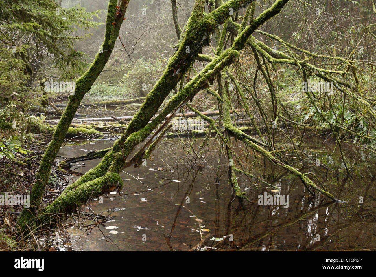 Alberi coperti di muschio in foresta Auwald, Isar zone umide, Alta Baviera, Germania, Europa Foto Stock