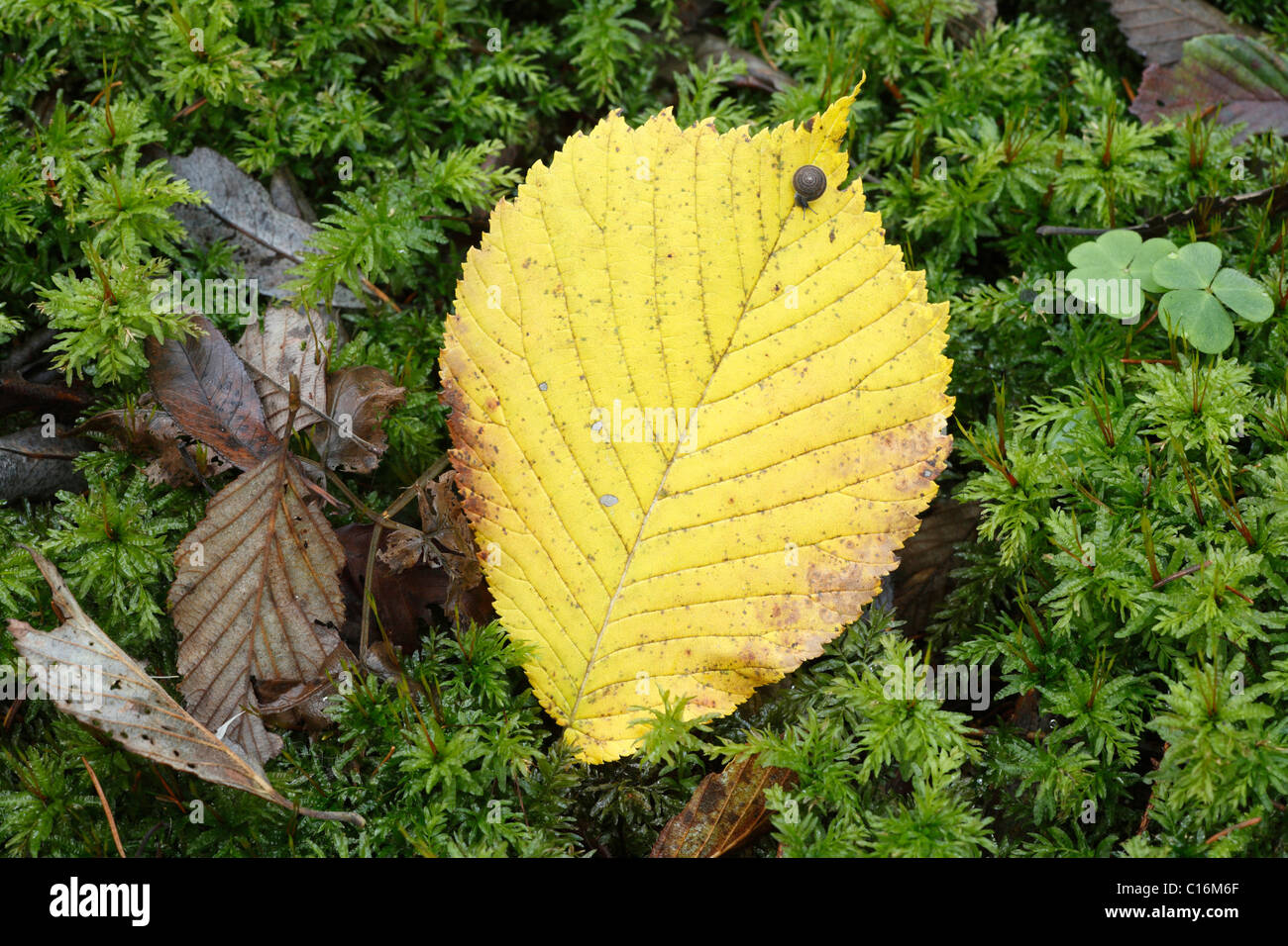 Foglie autunnali di Wych olmo (Ulmus glabra) su MOSS, Baviera, Germania, Europa Foto Stock