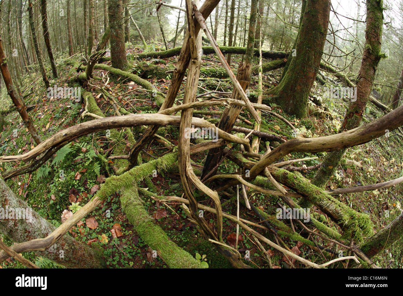 Alberi coperti di muschio in foresta Auwald, Isar zone umide, Alta Baviera, Germania, Europa Foto Stock