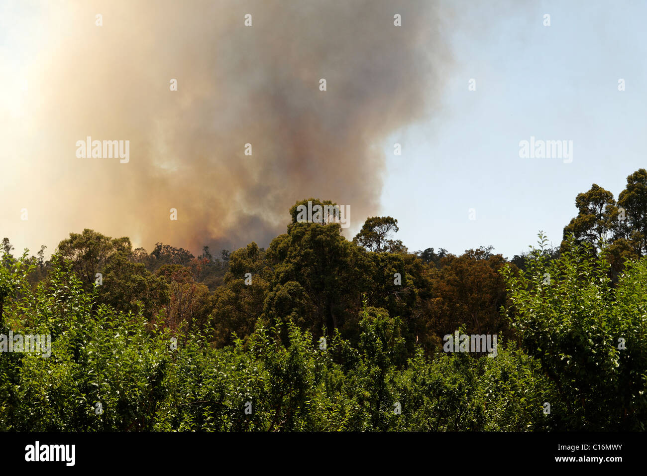 Bush fire Southwest Australia Foto Stock