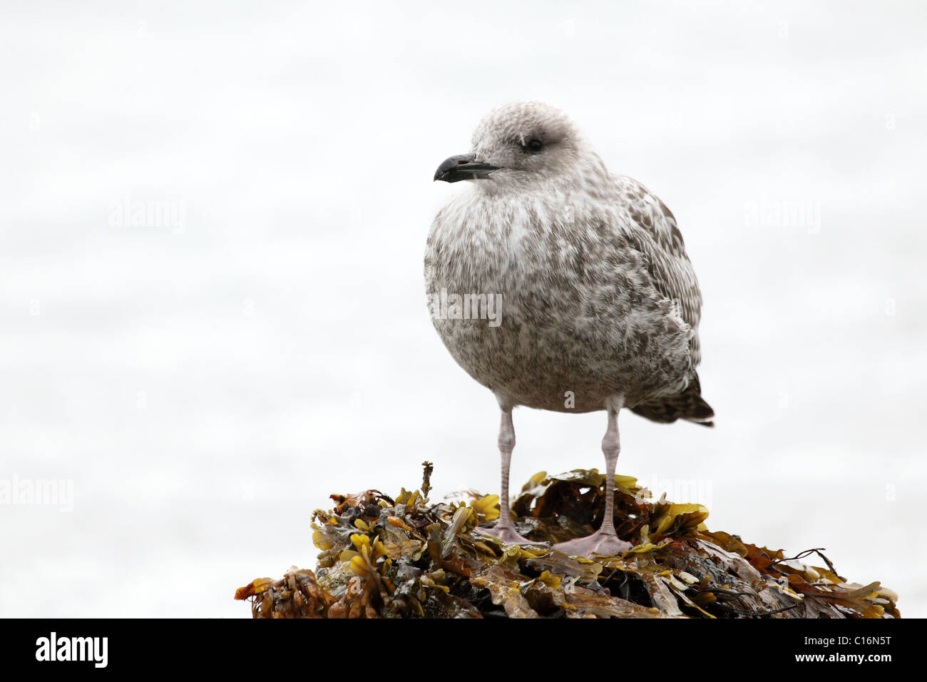 Giovani aringhe Gabbiano, (Larus argentatus), seduto su una roccia, Black Isle, Scozia, Settembre 2010 Foto Stock