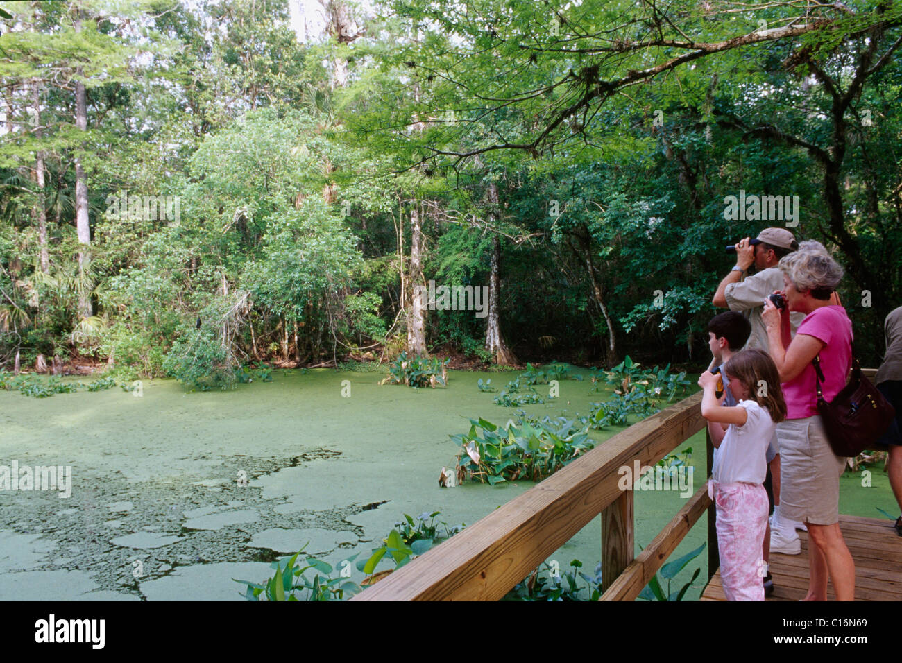 Fakahatchee, Big Cypress Swamp, Everglades, Florida, Stati Uniti d'America Foto Stock