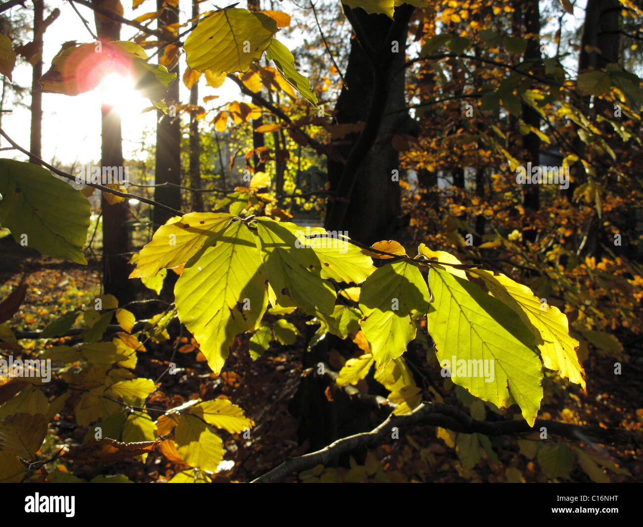 Foglie di un comune faggio (Fagus sylvatica), il fiume Isar floodplain vicino a Geretsried, Baviera, Germania, Europa Foto Stock