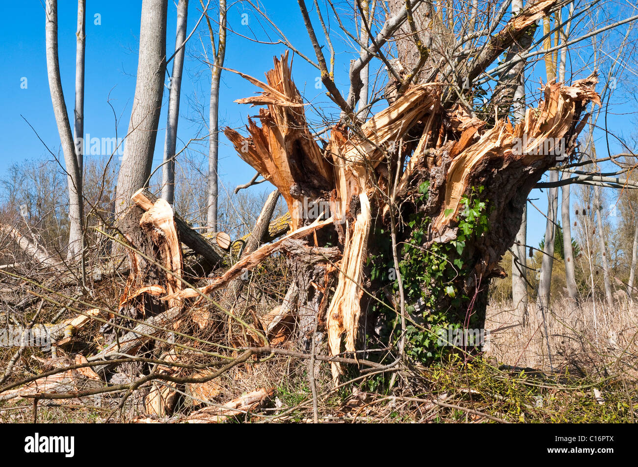 In frantumi Poplar Tree trunk - Francia. Foto Stock
