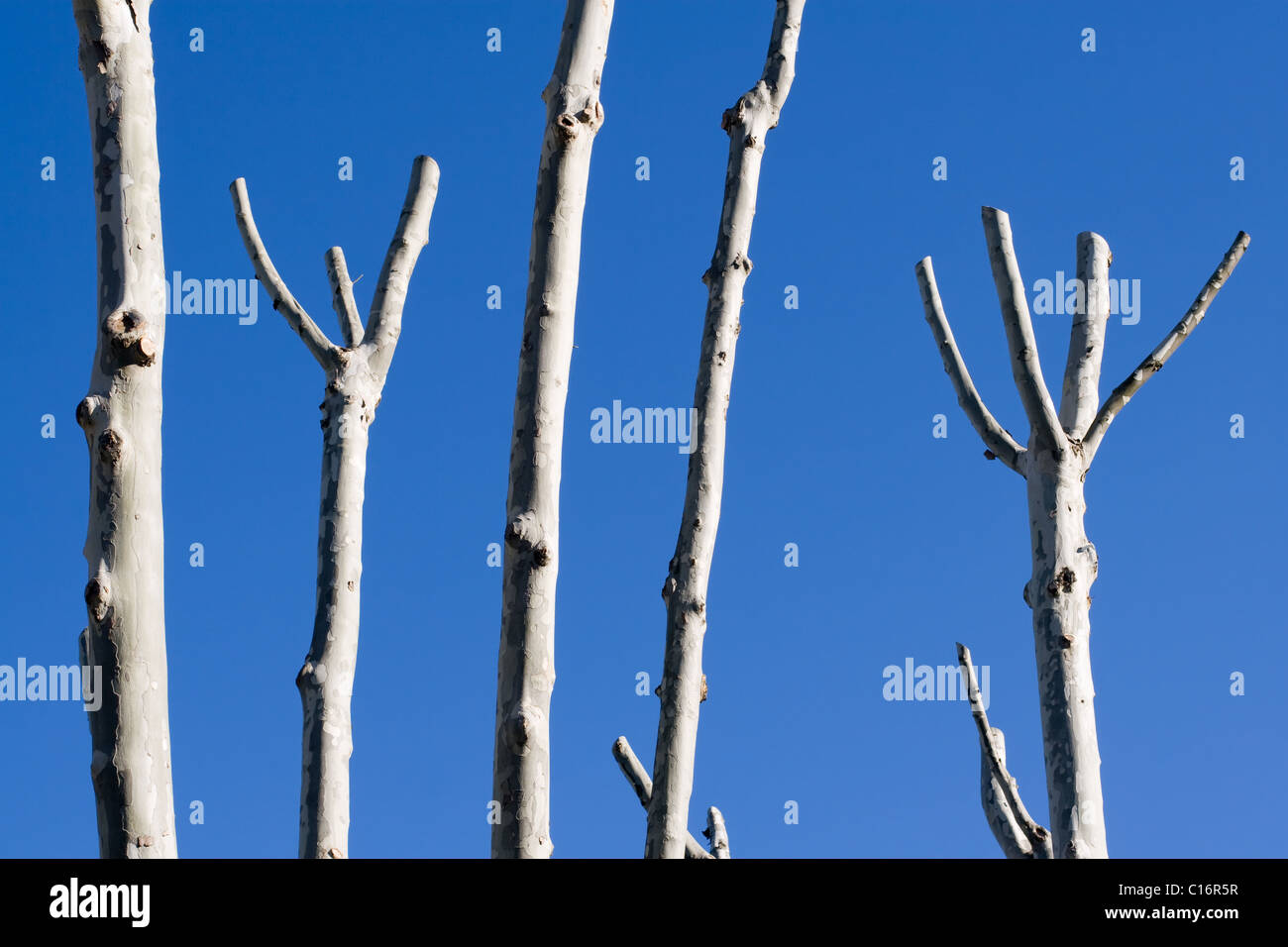 Tronchi di alberi sul cielo blu Foto Stock