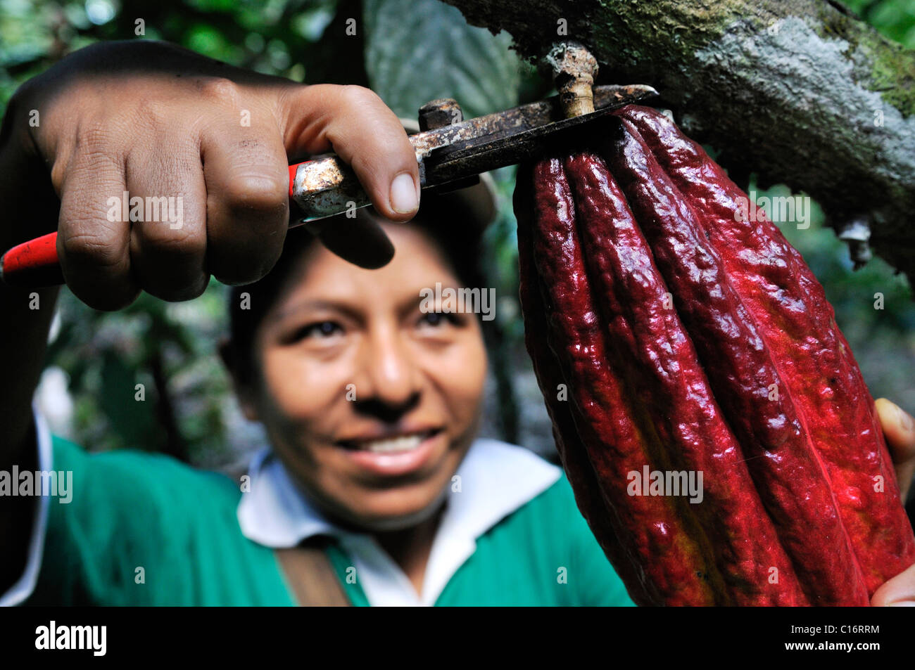 Giovane donna la raccolta di semi di cacao, Sapecho, Alto Beni, Bolivia, Sud America Foto Stock