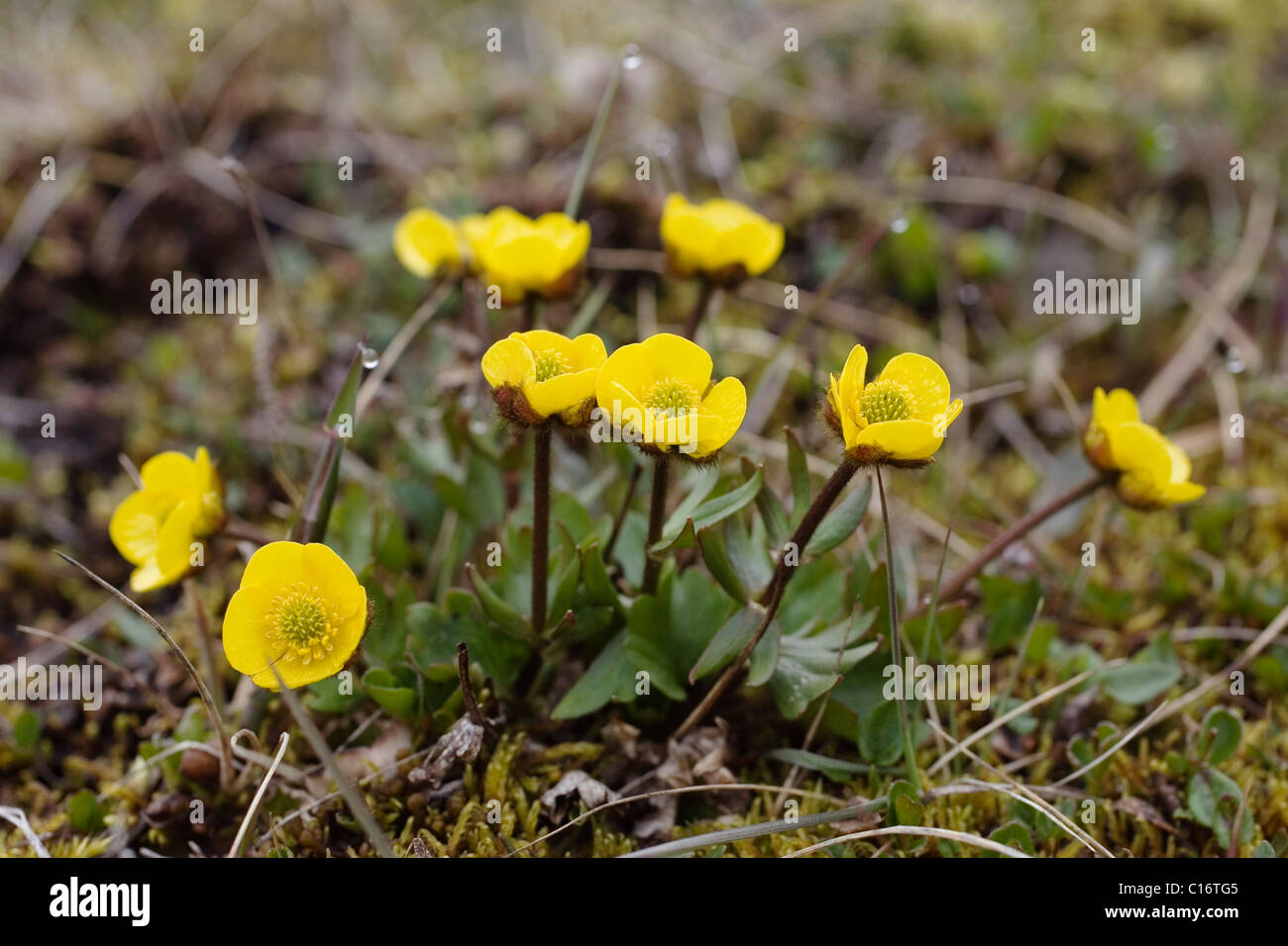 Ranuncolo neve (Ranunculus nivalis), Spitsbergen, Norvegia Foto Stock