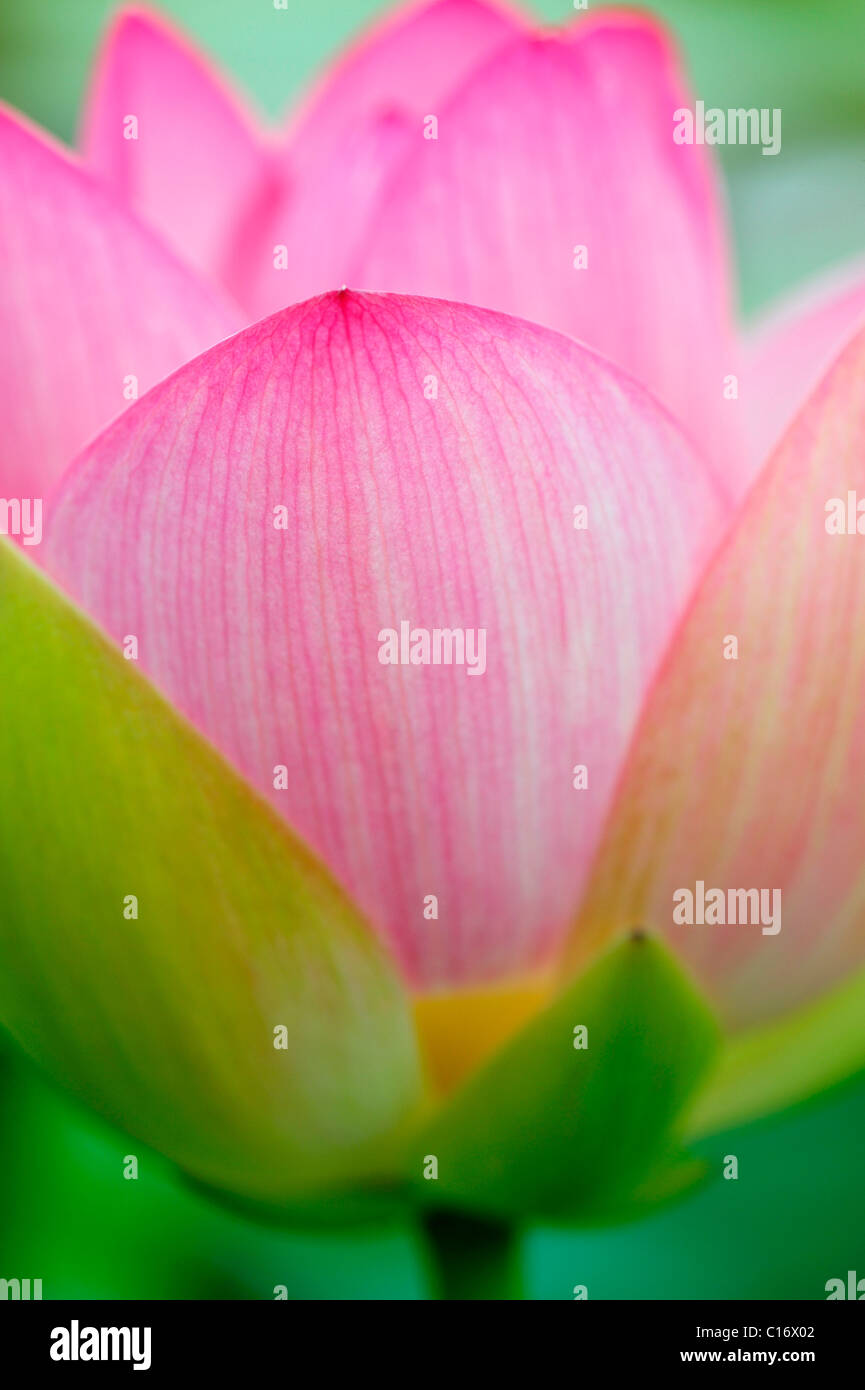 Pink Lotus (Nelumbo) fiore Foto Stock