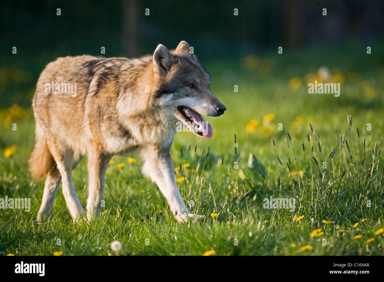 Eurasian Lupo (Canis lupus lupus) su un prato Foto Stock