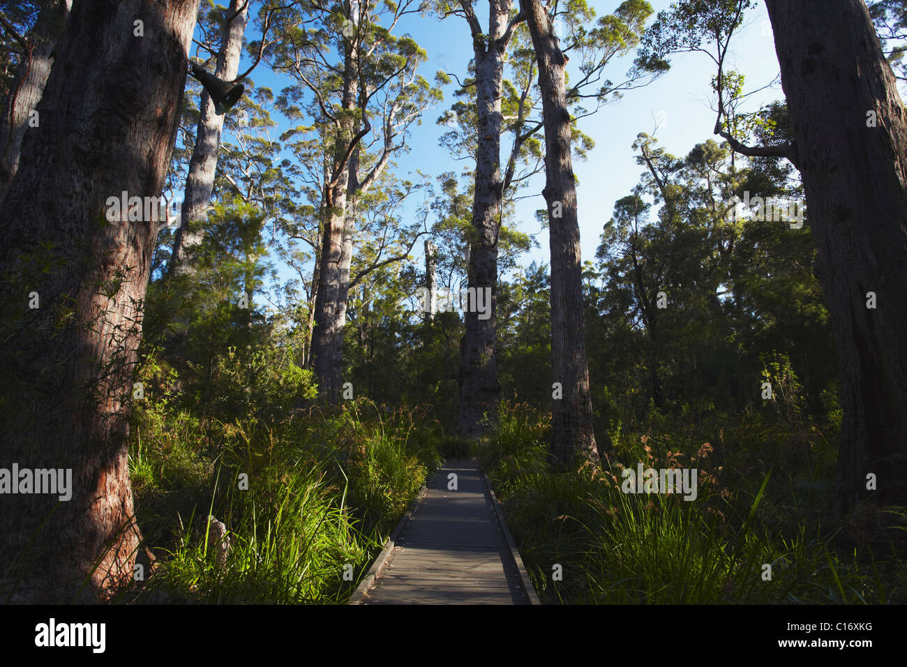 Antico Impero boardwalk nella Valle dei Giganti, Walpole, Australia occidentale, Australia Foto Stock