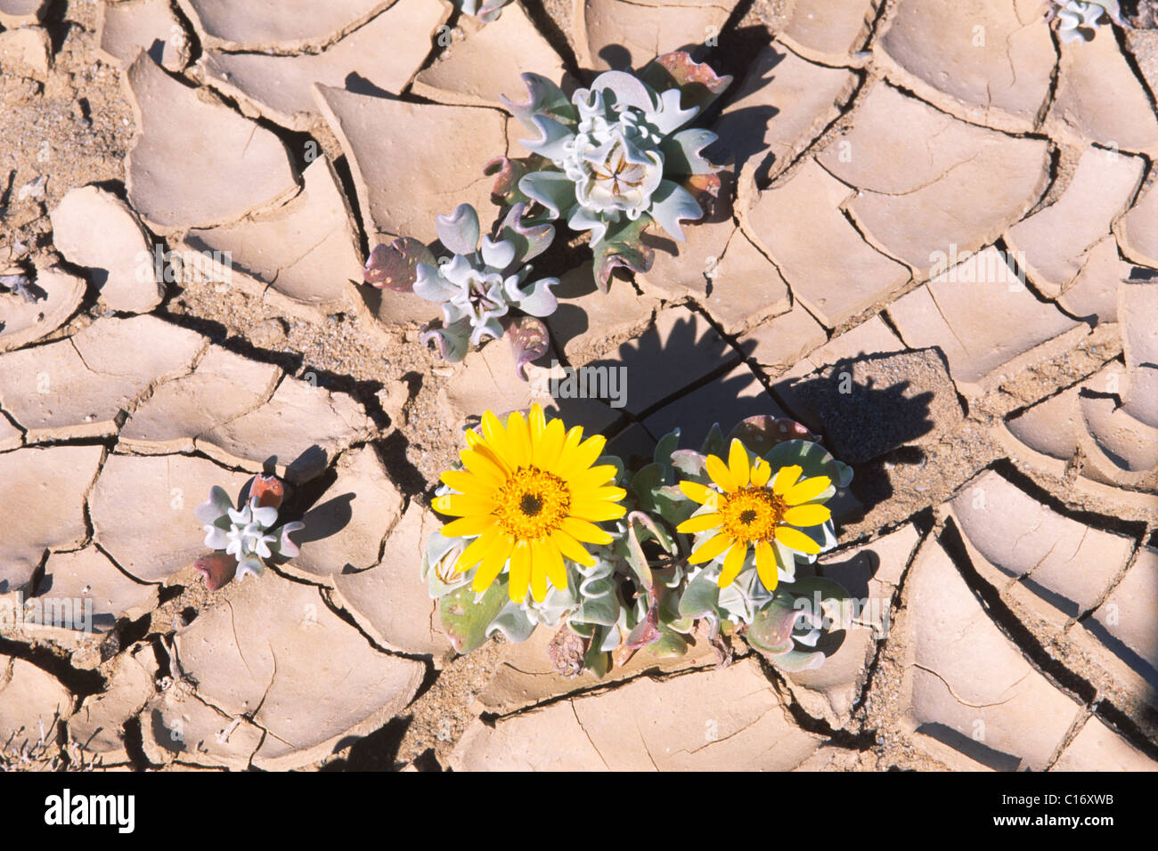 Fioritura di fiori gialli nel deserto essiccato suolo, Namibia, Africa Foto Stock