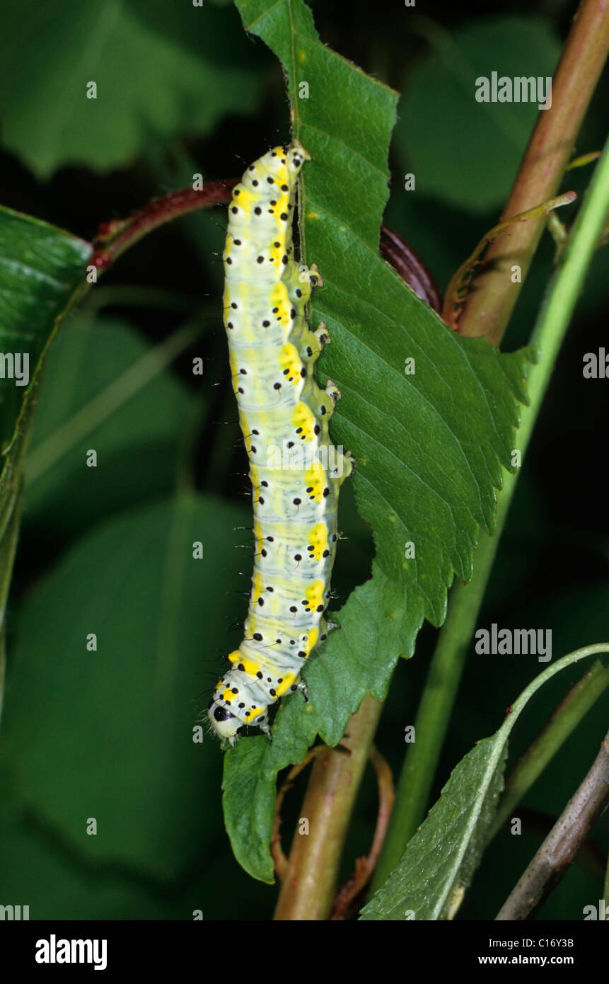 La figura di otto (Diloba caeruleocephala), alimentazione caterpillar Foto Stock