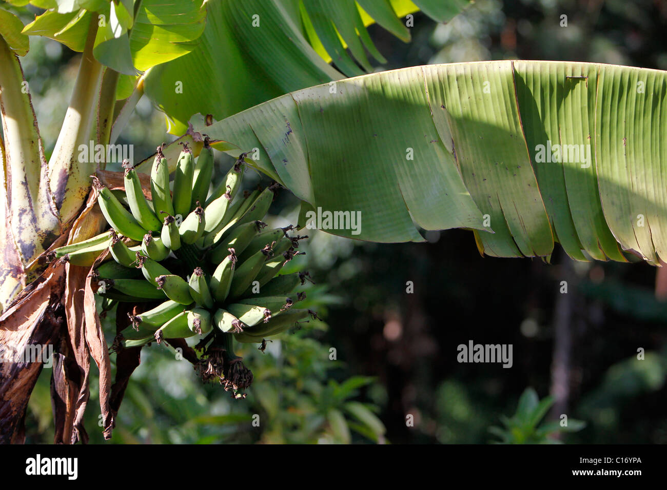 Un bunck di banane acerbe appeso a un albero in Kenya Foto Stock