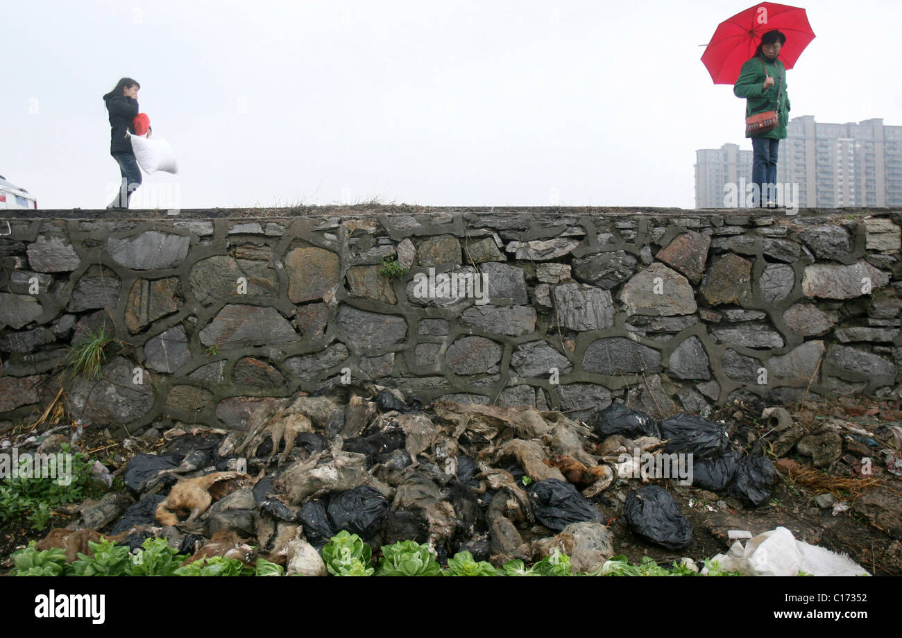 Cani morti di peste villaggio cinese di banchine centinaia di morti sono cani di girare per strada a Wuhan in cinese di Hubei Foto Stock