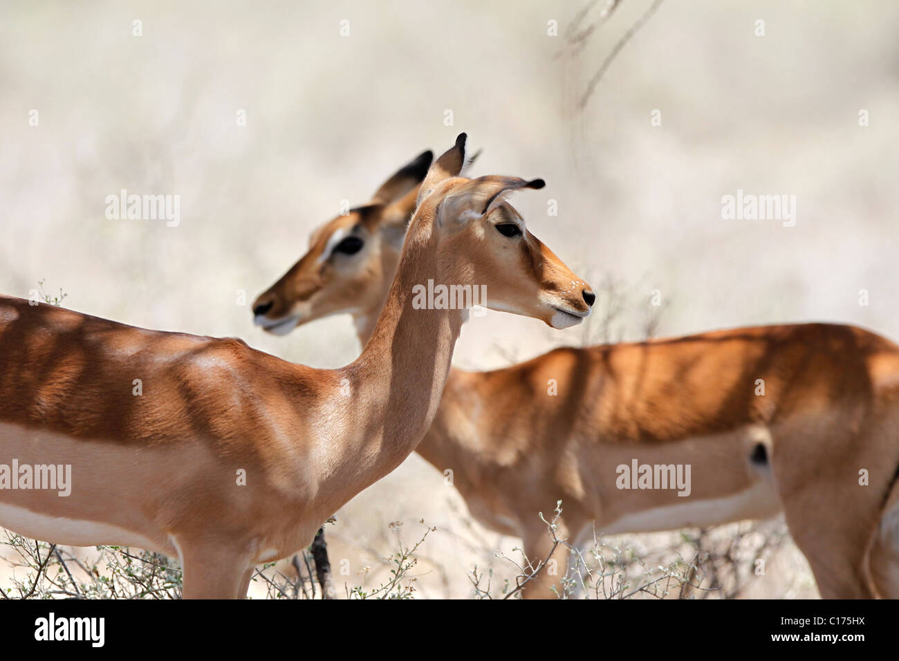 Due comuni Impala cercano qualche ombra nel Samburu riserva nazionale in Kenya Foto Stock