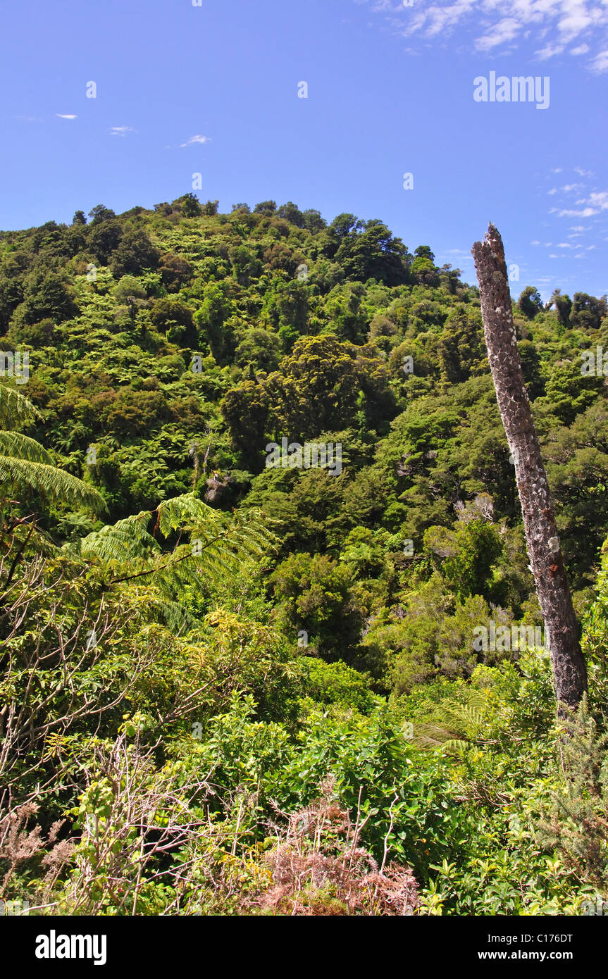 La macchia nativa al Parco Nazionale Abel Tasman Nelson Regione, Isola del Sud, Nuova Zelanda Foto Stock