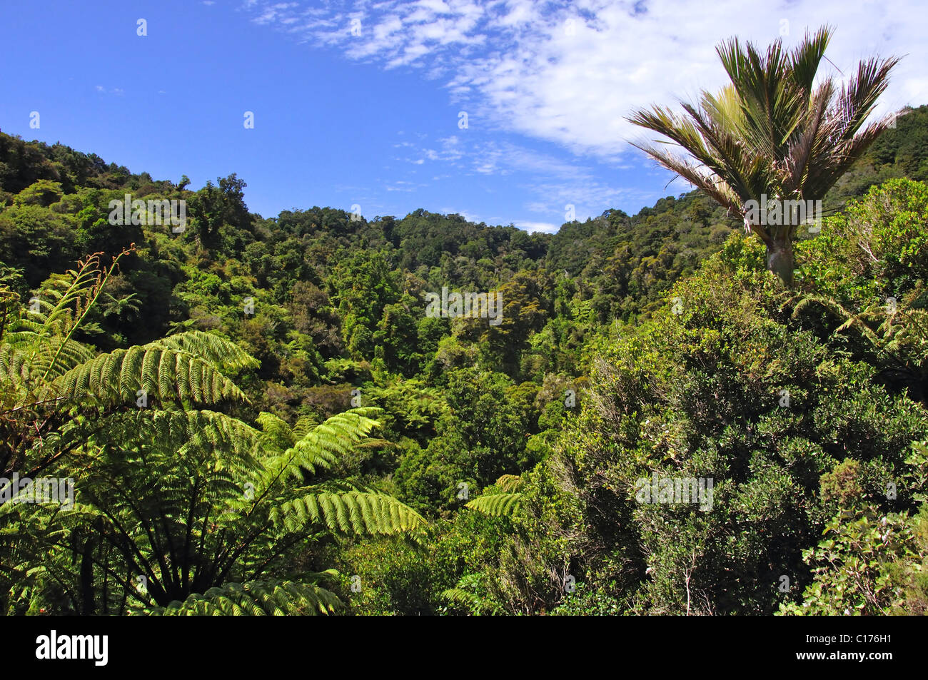 La macchia nativa al Parco Nazionale Abel Tasman Nelson Regione, Isola del Sud, Nuova Zelanda Foto Stock