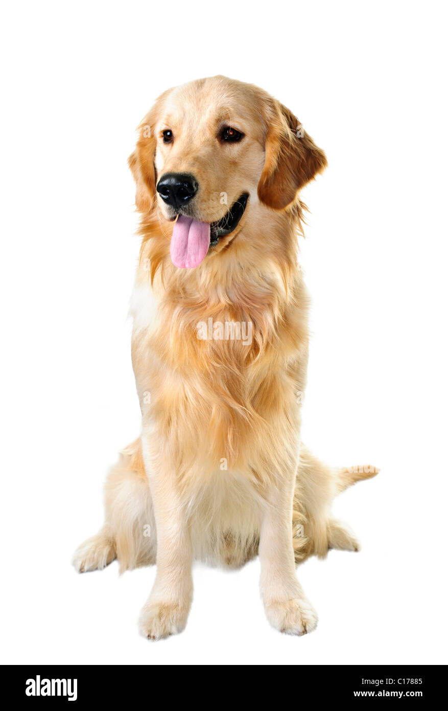 Il golden retriever cane seduto isolato su sfondo bianco Foto Stock