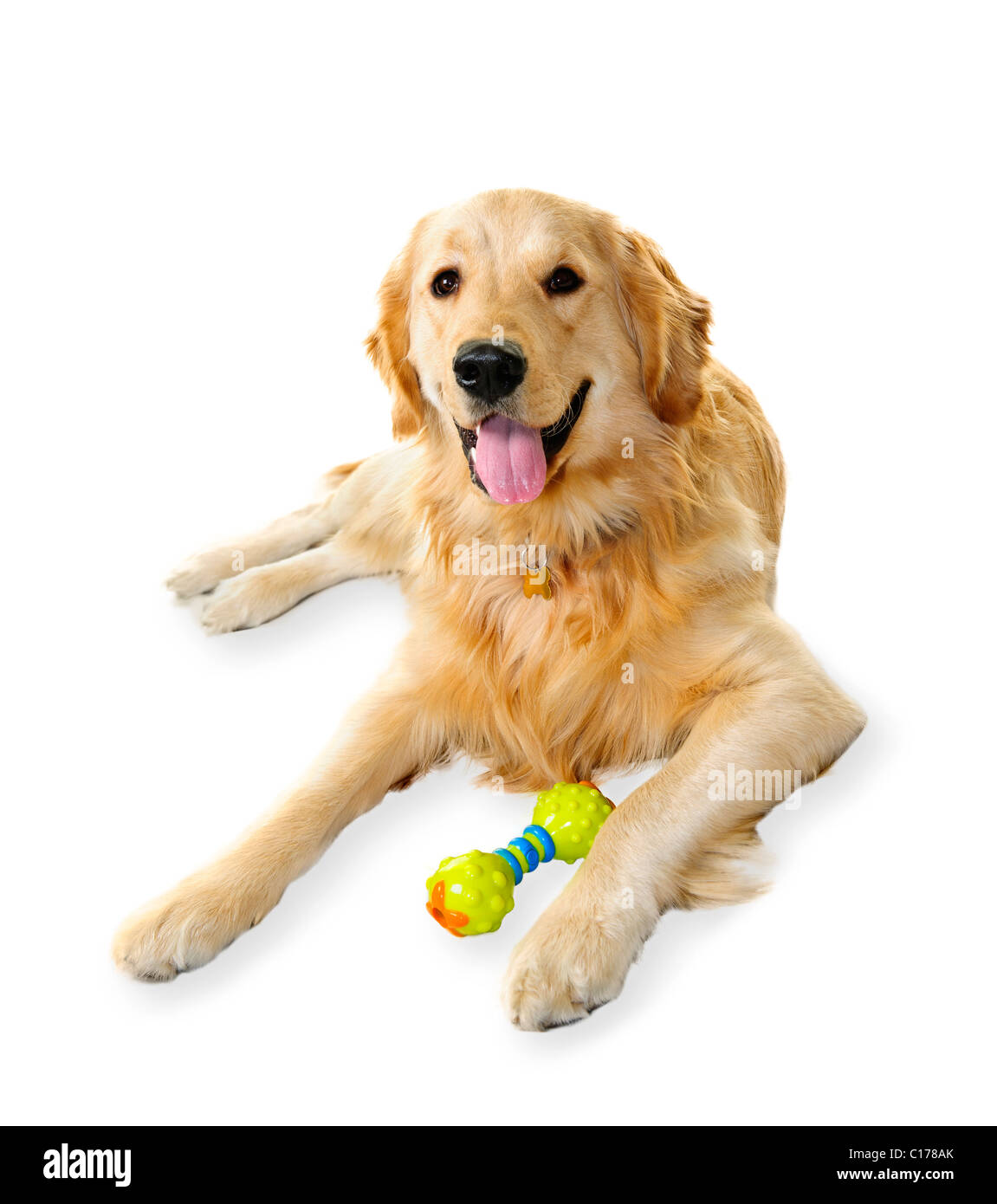 Il golden retriever cane che stabilisce con toy isolati su sfondo bianco Foto Stock
