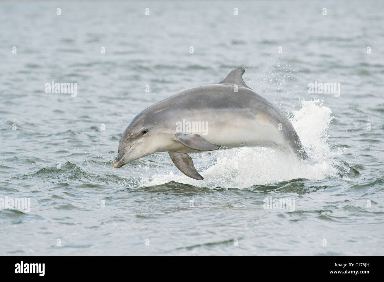 Il tursiope o delfino maggiore (Tursiops truncatus) , Moray Firth, Scotland, Regno Unito. Foto Stock