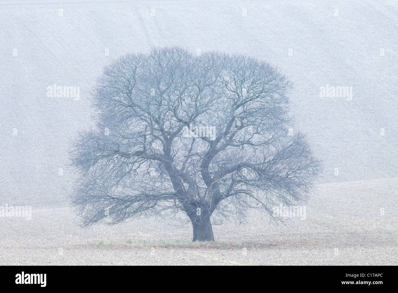 Dolce di castagne, Castanea sativa, in inverno, Salisbury Plain, Wiltshire, Inghilterra, UK, Regno Unito, GB Gran Bretagna Foto Stock