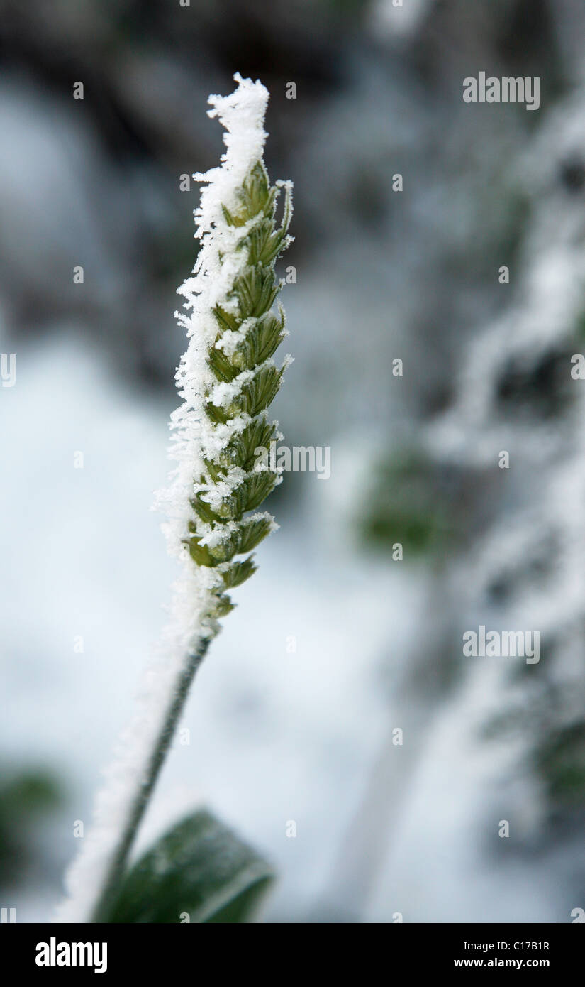 Una trasformata per forte gradiente o rime smerigliati chicco di grano. Foto Stock