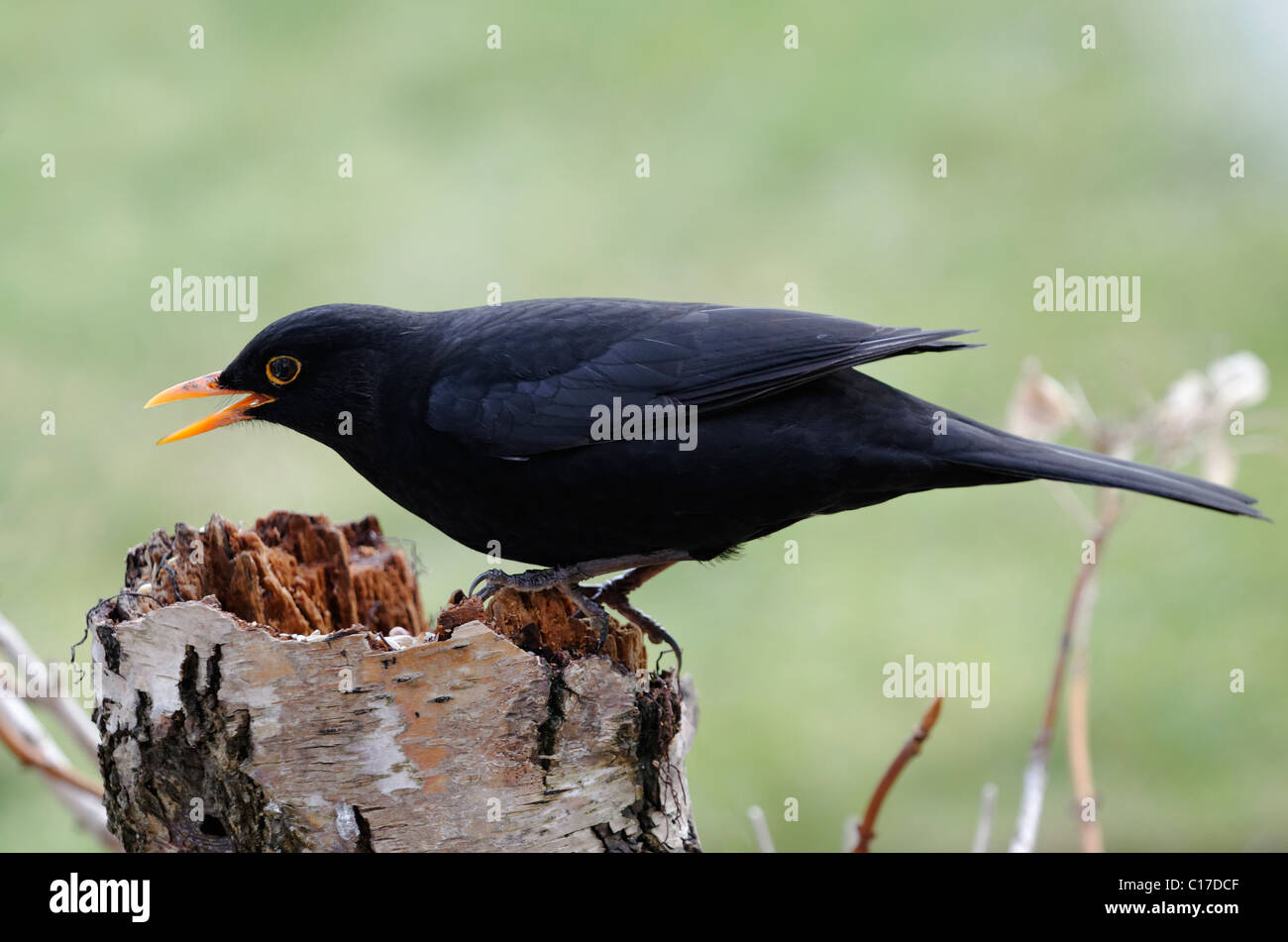 Merlo maschio (Turdus merula) Foto Stock