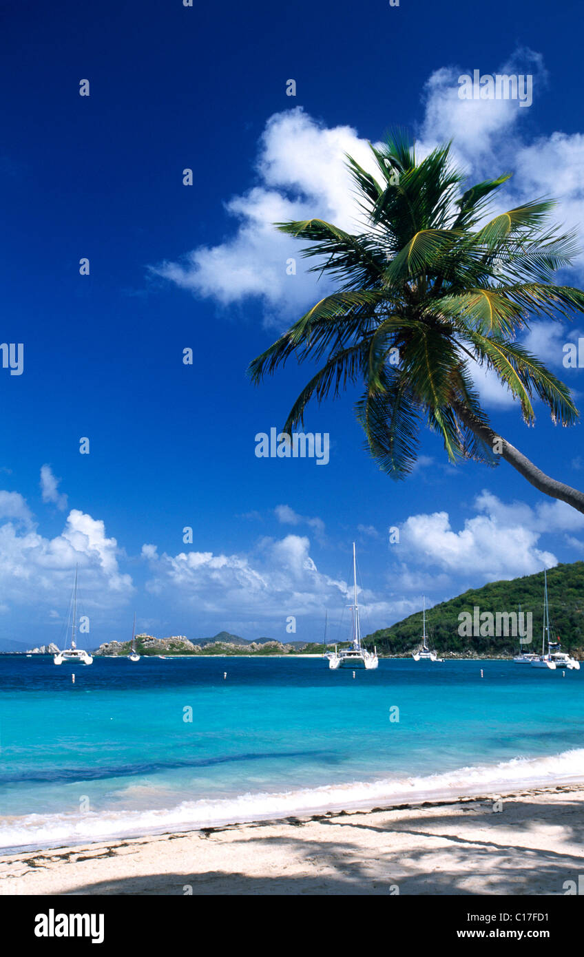 Palm tree su una spiaggia da Peter Island, Isole Vergini Britanniche, Isole dei Caraibi Foto Stock