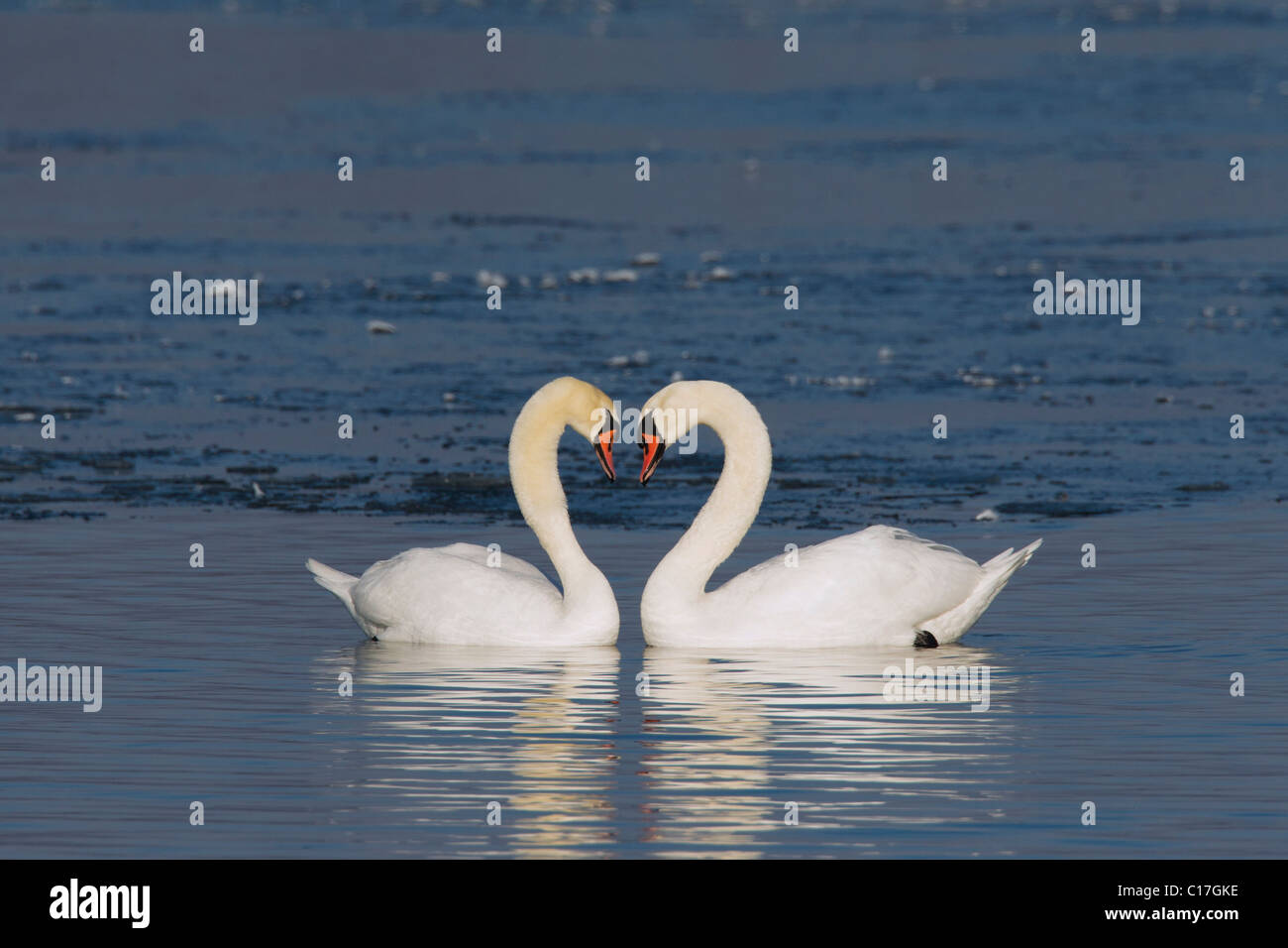 Cigni (Cygnus olor) Mostra di corteggiamento in inverno, Germania Foto Stock