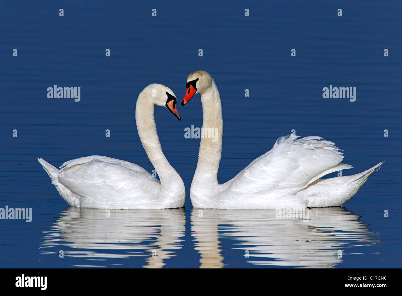 Cigni (Cygnus olor) Mostra di corteggiamento in inverno, Germania Foto Stock