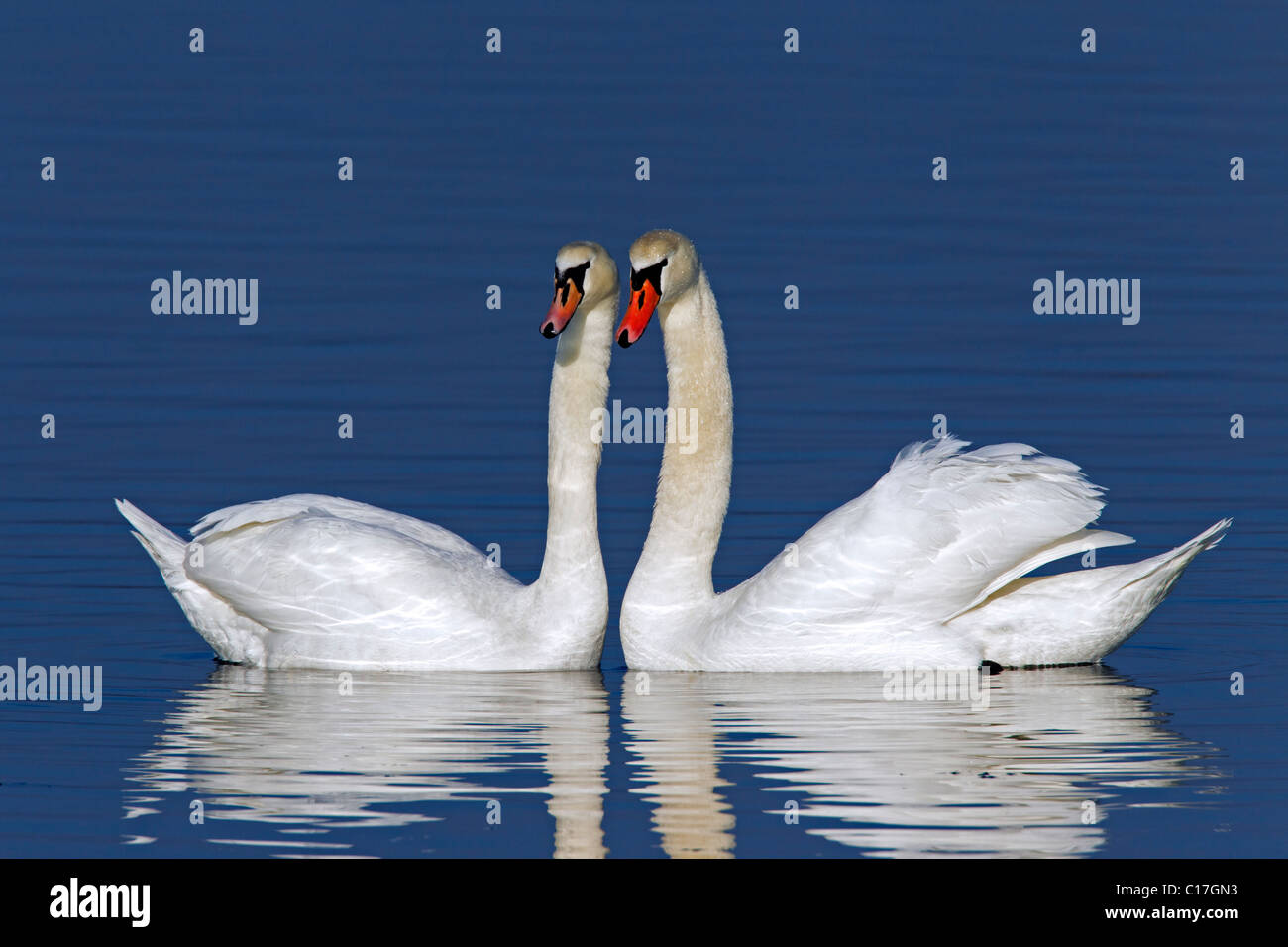 Cigni (Cygnus olor) Mostra di corteggiamento in inverno, Germania Foto Stock