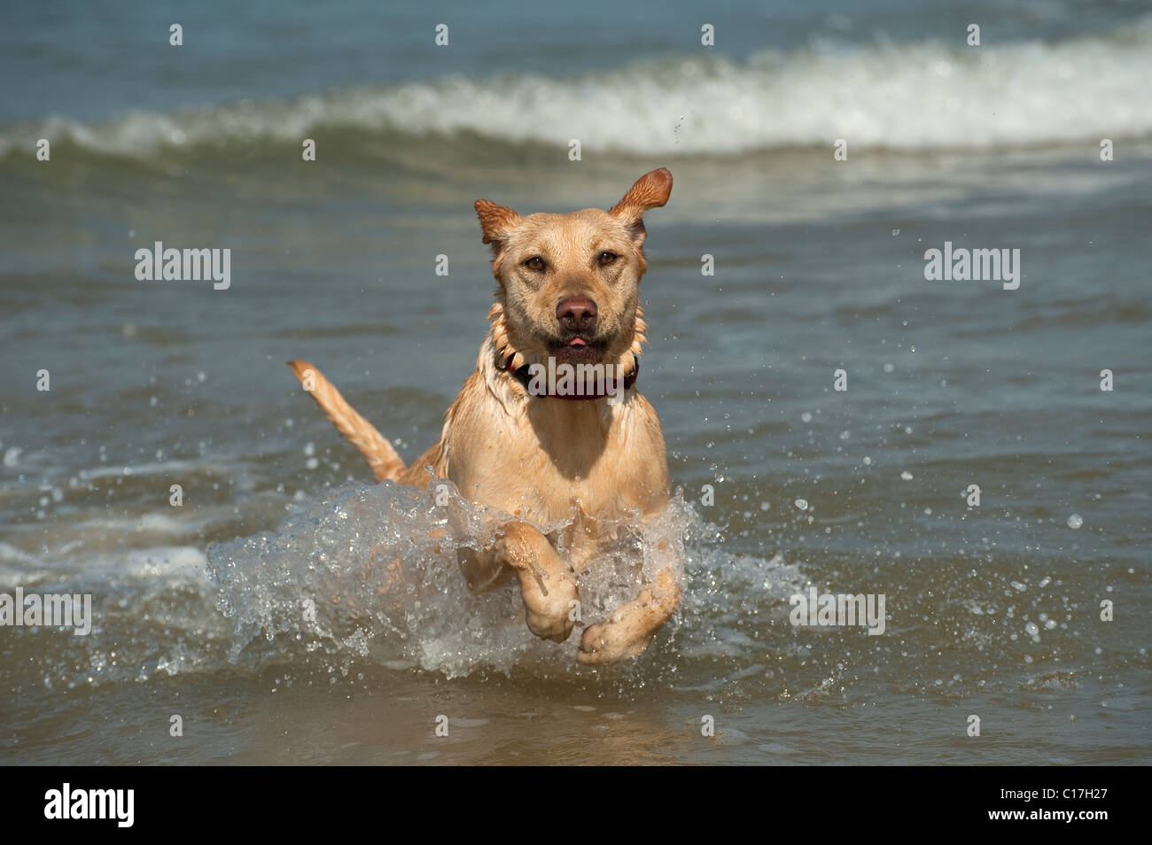 Giallo labrador cane divertendosi in mare. Foto Stock