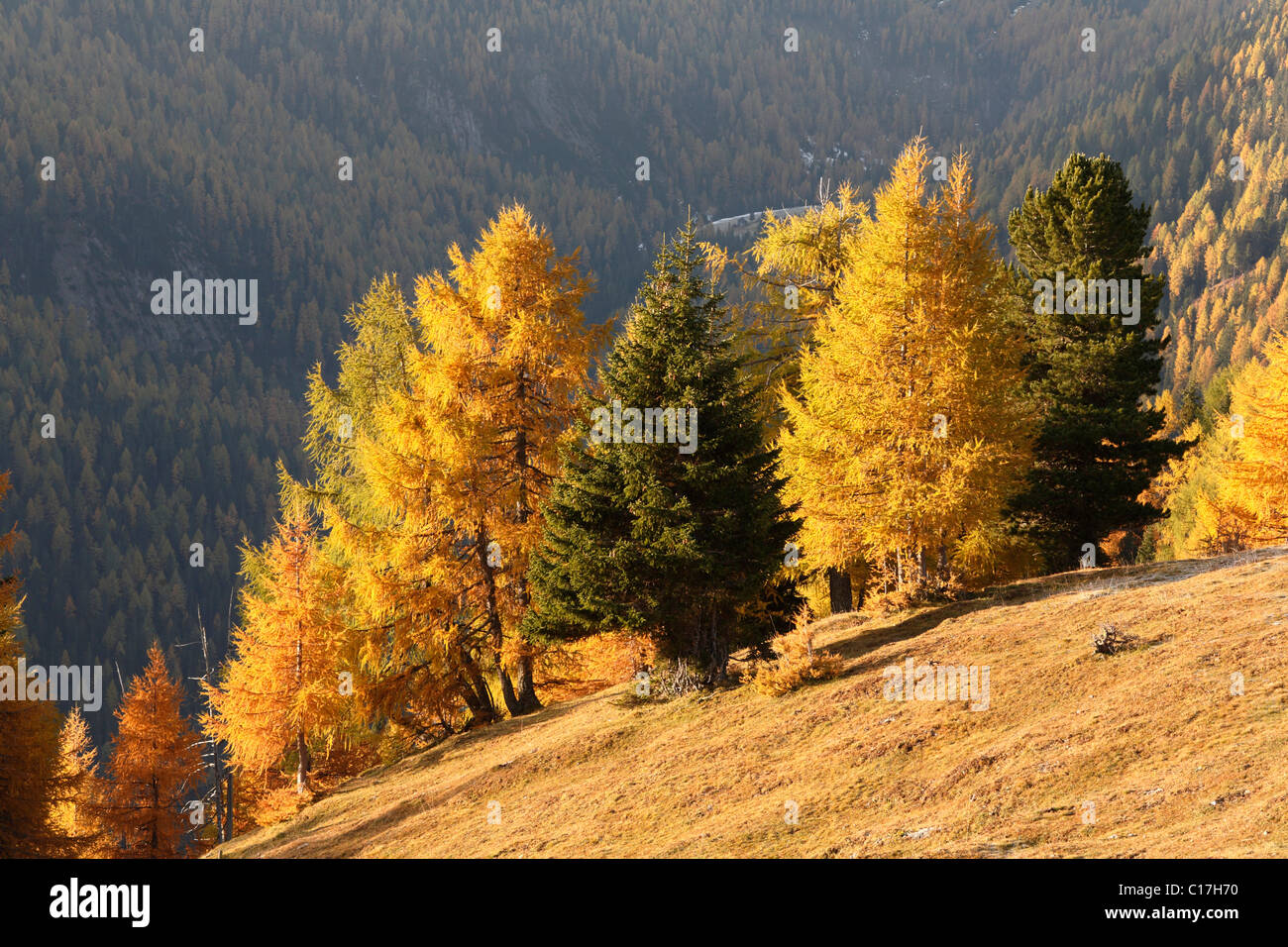 Parco Nazionale Nockberge, autunnale di bosco di larici, vista dalla strada del Nockalm, Carinzia, Austria, Europa Foto Stock