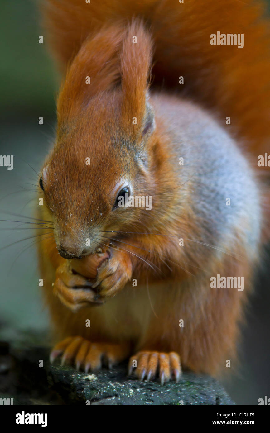 Eurasian red scoiattolo (Sciurus vulgaris) mangiare una nocciola sul tronco di albero, Germania Foto Stock